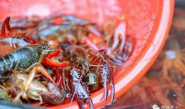 小虾爆料最新消息,最新热点事件深度解析